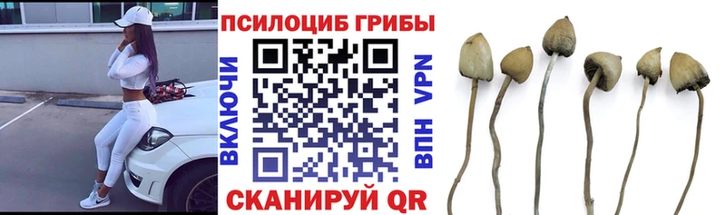 Галлюциногенные грибы Psilocybine cubensis  Петухово 